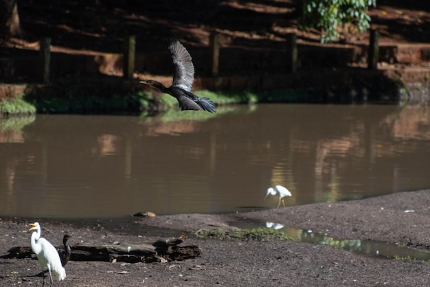 Pond with birds beautiful pond full of waterfowl natural light selective focus