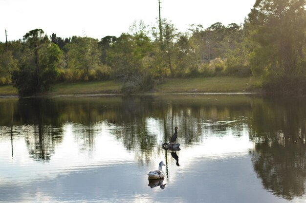 A pond with a few ducks on it