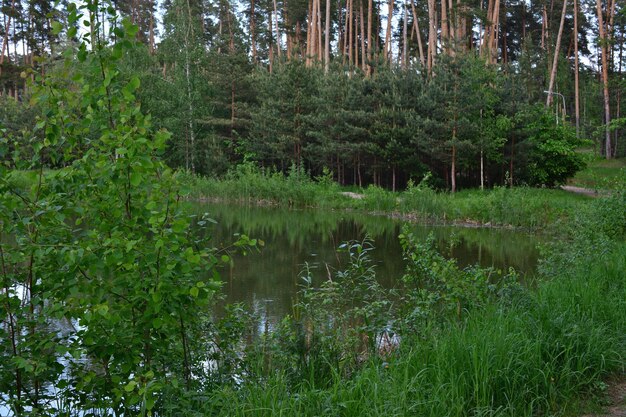 Photo a pond with a forest of pine trees in the background