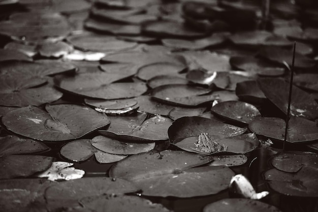 Pond with lilies and water lilies beautiful soft background