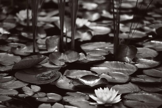 Pond with lilies and water lilies beautiful soft background