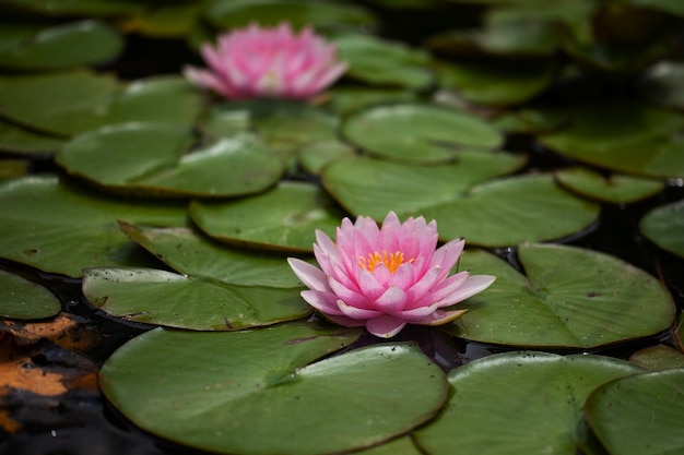 Pond with lilies and water lilies.