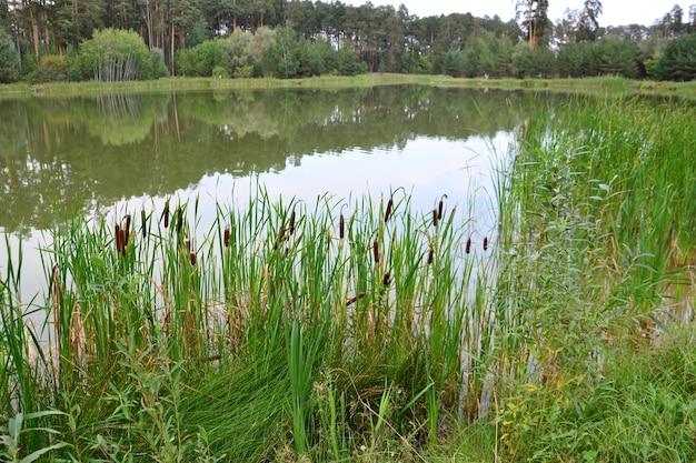 Photo a pond with reeds and a pine forest in the background