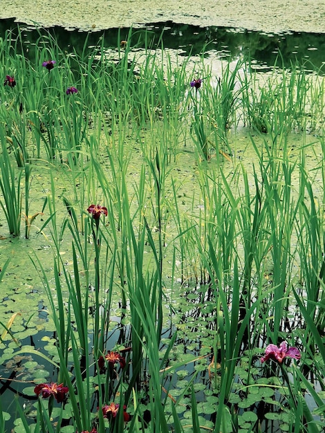 A pond with water plants and plants with purple flowers.