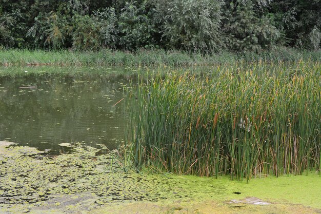 a pond with water reeds and some willow trees in the background