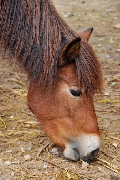 Pony