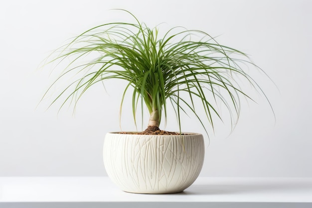 Ponytail Palm Beaucarnea Recurvata In A White Pot On A White Background Generative AI