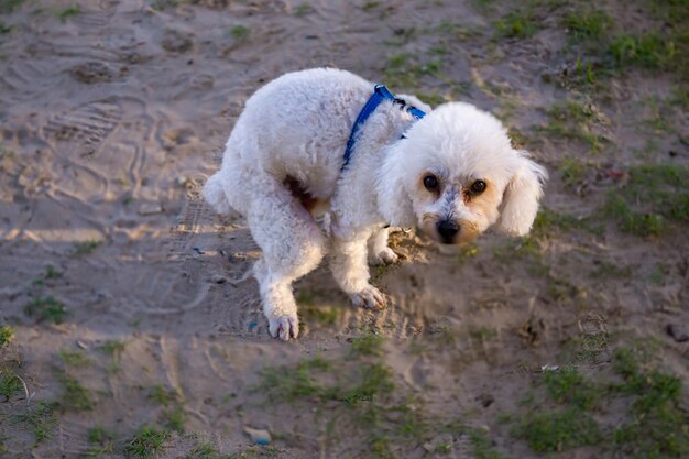 Poodle dog pooping defecate on walk path in the park