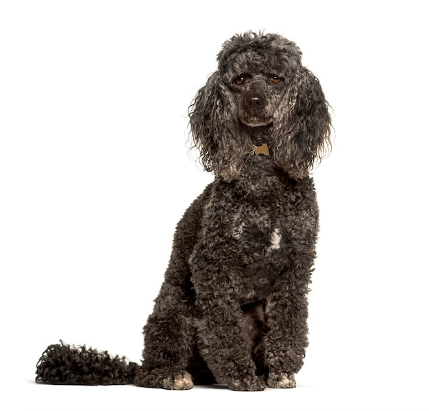 Poodle dog sitting against white background