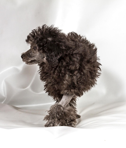 Poodle in front of white background