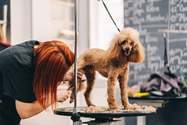 Poodle haircut The master performs work in the grooming salon