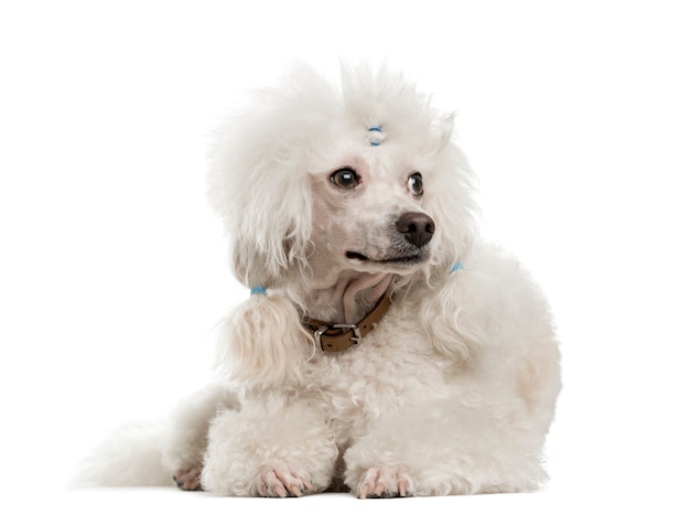 Poodle lying in front of a white wall