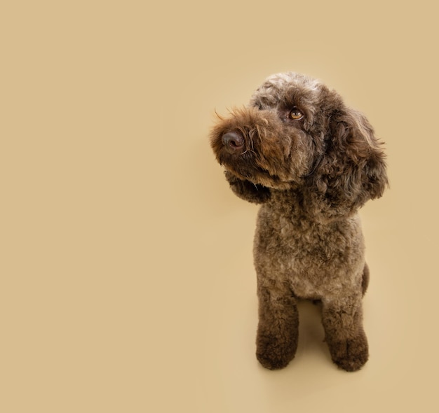 Photo poodle puppy dog autumn looking away isolated on beige or brown background