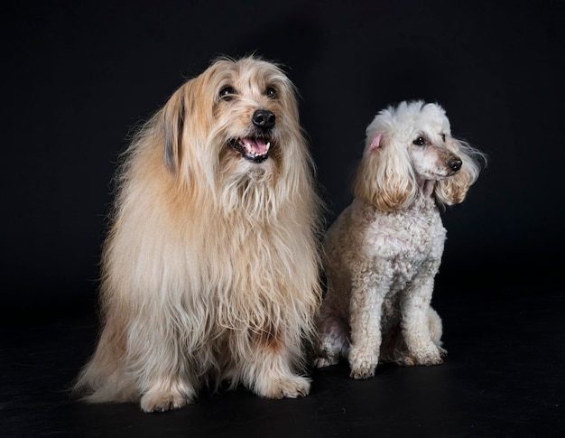 Poodle and pyrenean sheepdog in front of black background