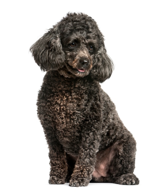 Poodle sitting in front of a white wall