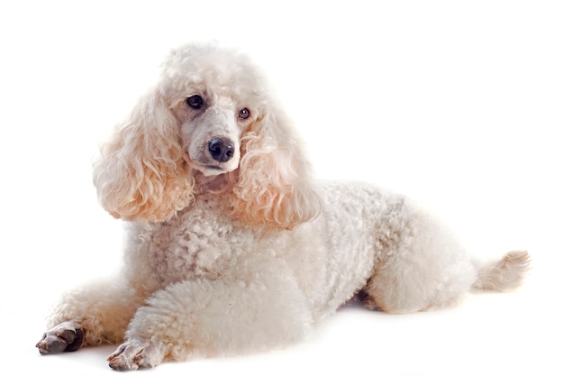 Poodle on white