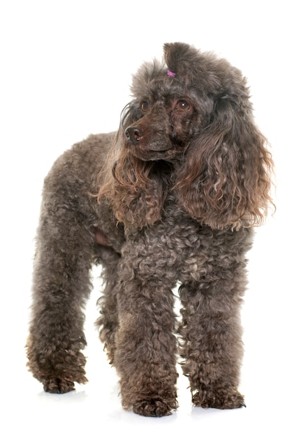 poodle 