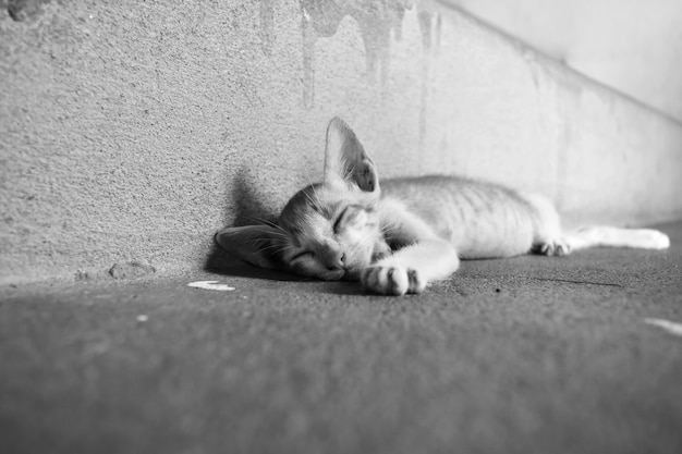 Poor kitten sleep on dirty ground in black and white