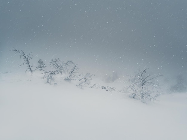 Photo poor visibility blizzard heavy snowstorm in the polar forest fabulous winter spruce forest in a blizzard the snowcovered trees are barely visible through the snow shroud harsh arctic nature