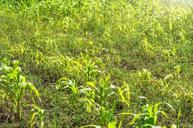 Poorly growing corn little harvest in summer