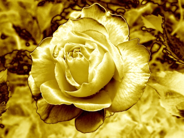 Pop Art Surreal Style Stunning Golden Rose with Dewdrop on the Petals