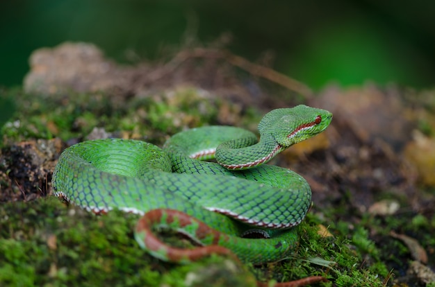 Pope's Green Pitviper snake