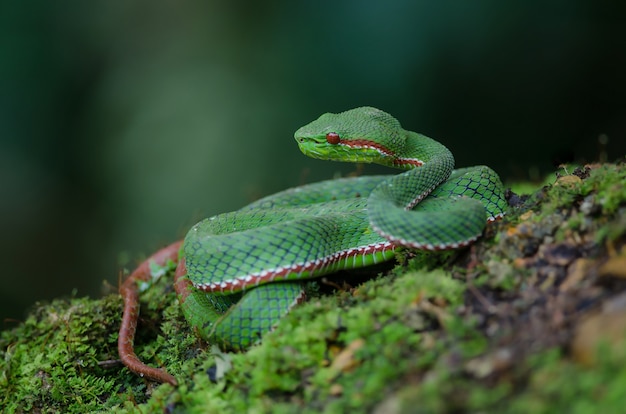 Pope's Green Pitviper snake