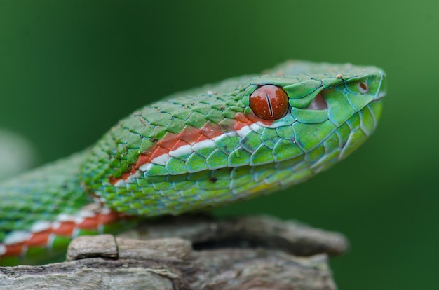 Pope's Green Pitviper snake