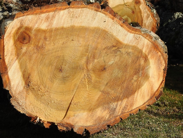 poplar wood trunk