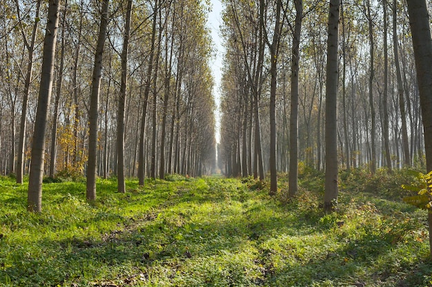 Poplars alley