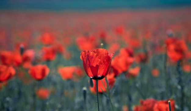 Poppies field. A beautiful field of blooming poppies. Nature