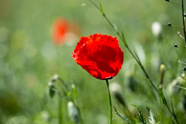 Poppies field A beautiful field of blooming poppies