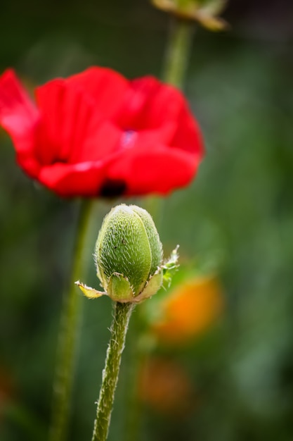 Photo poppies in the field