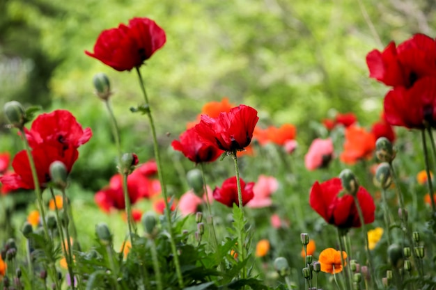 Poppies in the field