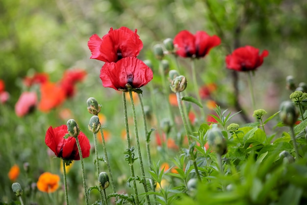 Poppies in the field