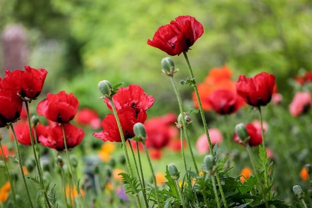 Poppies in the field