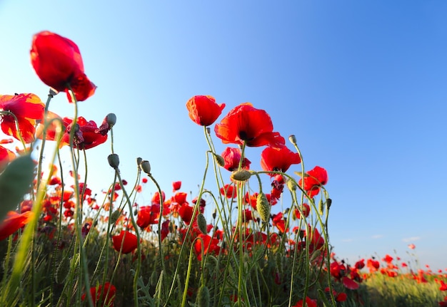 Poppies field