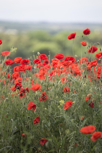 The poppies field