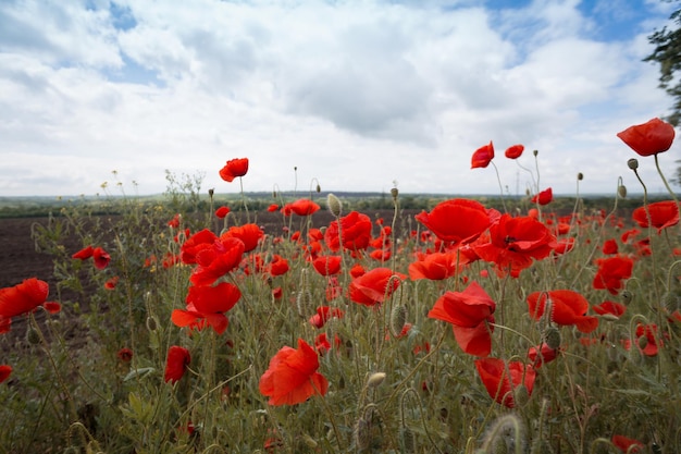 The poppies field