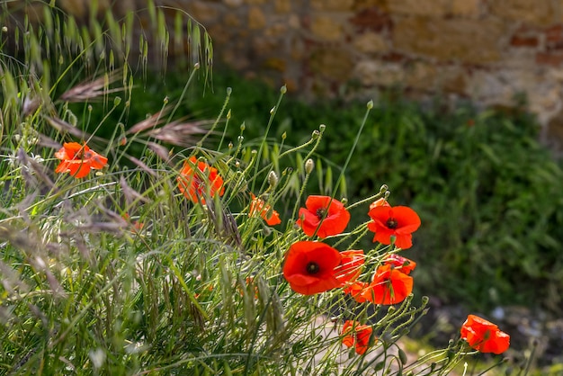 Poppies flowering along the roadside in Val d'Orcia Tuscany