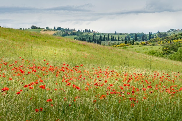 Poppies flowering in Val d'Orcia Tuscany