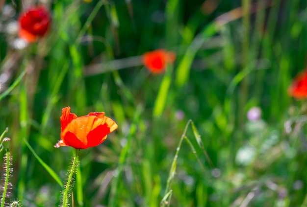 Poppies in a meadow