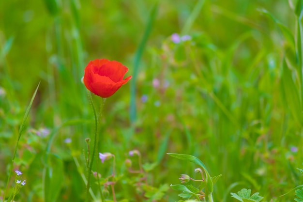 Poppies in a meadow