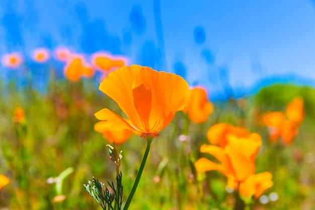 Poppies poppy flowers in orange at California spring fields