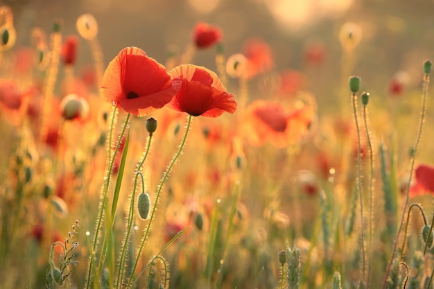 Poppies in a rape field on a spring morning