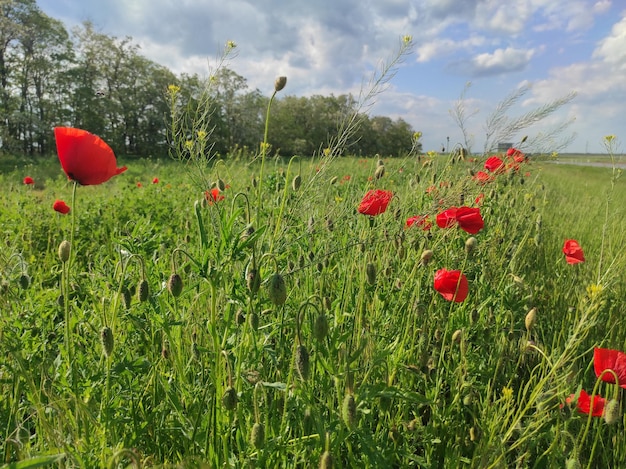 poppies taken with a mobile phone High quality photo