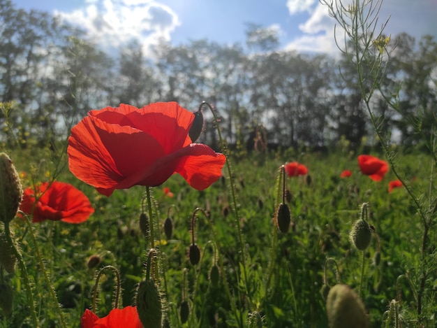 poppies taken with a mobile phone High quality photo