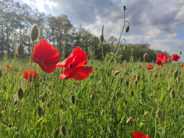 poppies taken with a mobile phone High quality photo