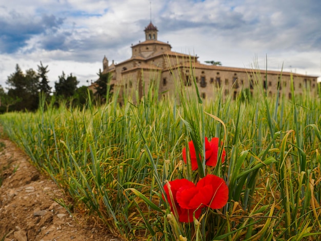 Poppies in the wheat field at the foot of the monastery of San Ramon in Catalonia Spain