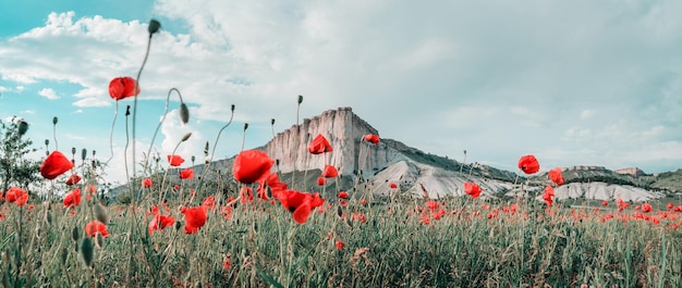 Poppy field against the background of rocky mountain